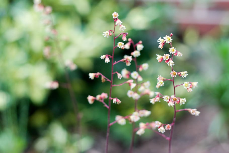 canada, wolfville, flower, growth, flowering plant, beauty in nature HD wallpaper