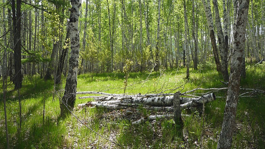 tree, plant, tree trunk, ground, nature, forest, wood, green HD wallpaper
