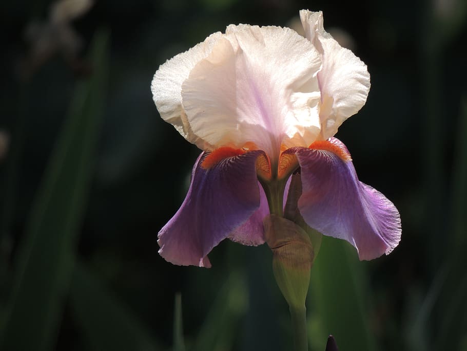 nature, flower, spring, bloom, iris, flowering plant, petal HD wallpaper