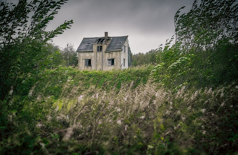 plant, building exterior, built structure, architecture, nature HD wallpaper
