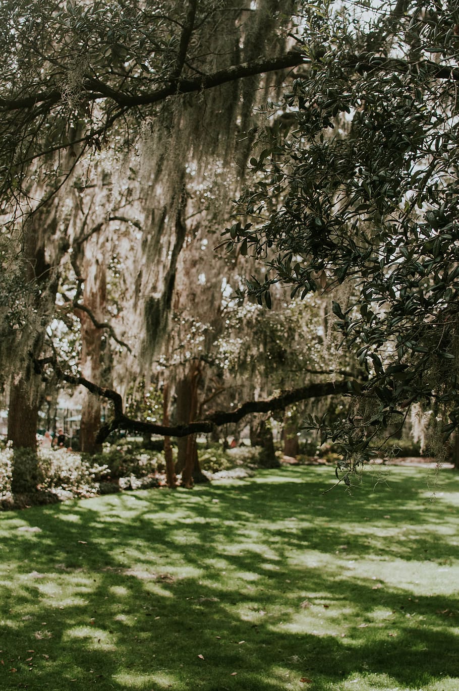 plant, tree, nature, no people, day, grass, green color, beauty in nature HD wallpaper