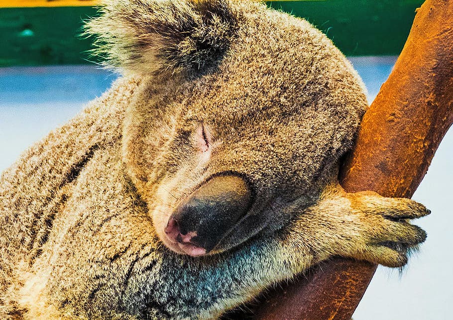 koala, tree, sleep, nature, meditatiion, relaxed, cute, hug HD wallpaper