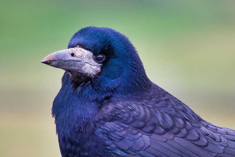 raven, bill, bird, eye, feather, plumage, animal portrait, vertebrate HD wallpaper