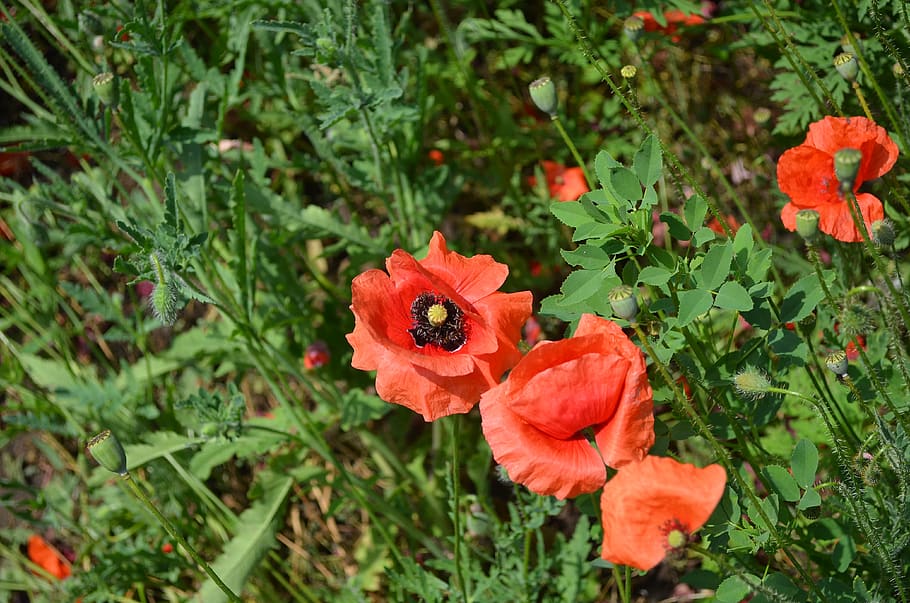 field, flower, red, mack, nature, flowering plant, fragility HD wallpaper