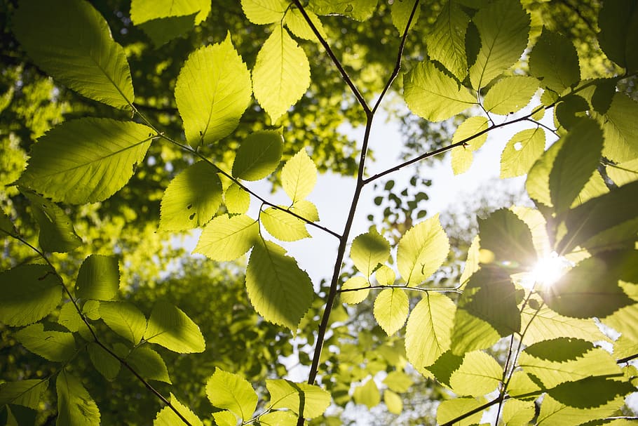 leaves, flora, tree, branch, park, outdoors, sunny, green, forest HD wallpaper