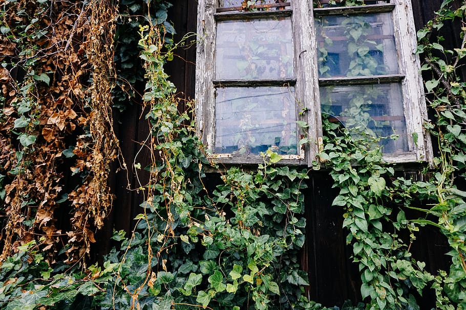 window, trees, overgrown, plant, growth, built structure, architecture HD wallpaper