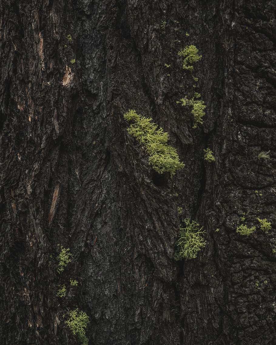 canada, tree trunk, bark, écorce, texture, design, nature, HD wallpaper