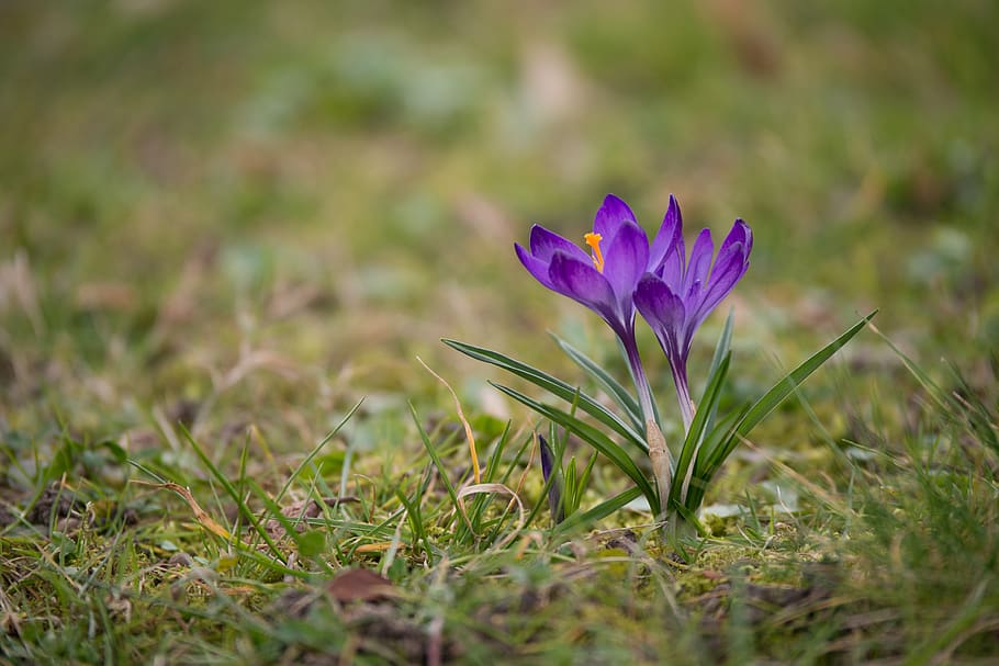 crocus, nature, plant, spring, flower, spring flower, blossom HD wallpaper