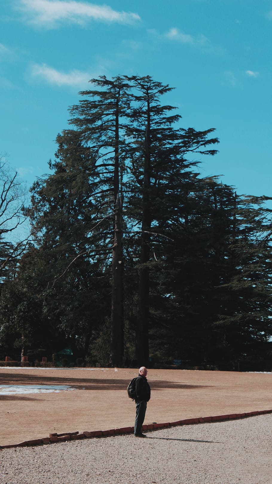 human, tree, person, plant, fir, abies, conifer, pine, sky HD wallpaper
