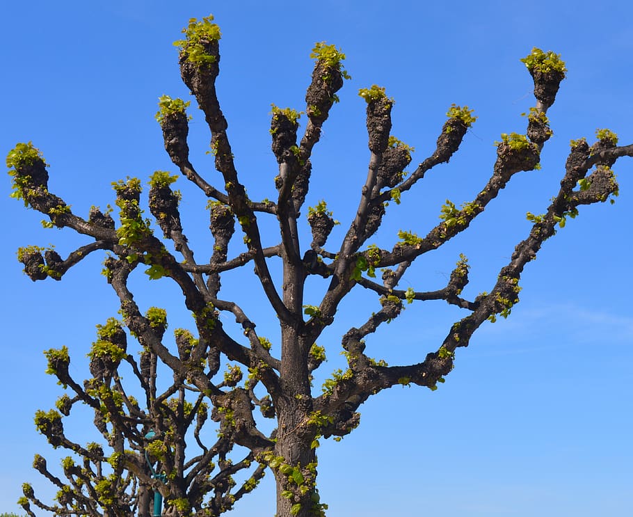 linde, tree, nature, tribe, mallow, malvaceae, lime plant, avenue HD wallpaper