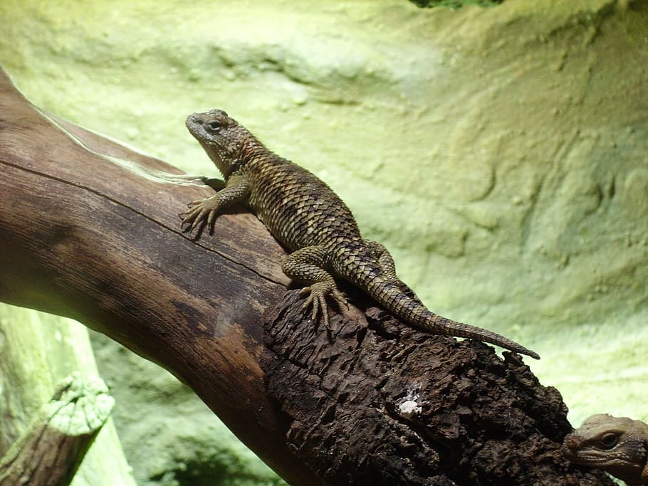spiny, lizard, reptile, wild, animal, nature, animal themes HD wallpaper