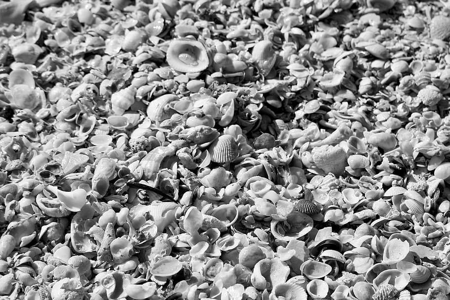 shells, black and white, beach, texture, full frame, abundance HD wallpaper