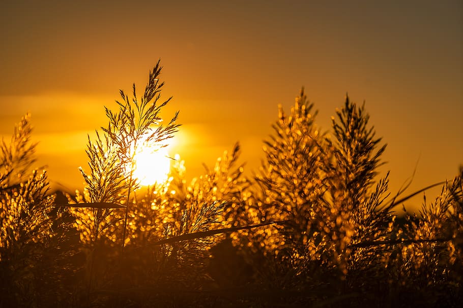 nature, sunset, landscape, light, backlighting, reed, rush HD wallpaper