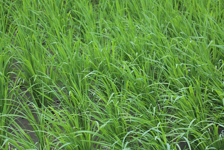 grass, green, nature, field, environment, lawn, growth, plant HD wallpaper