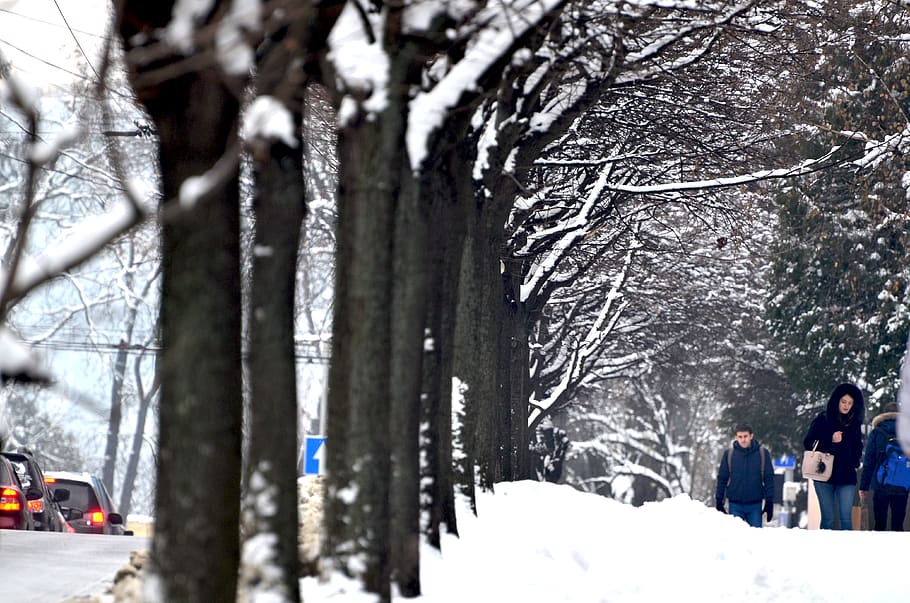 trees, snow, winter, cold temperature, plant, real people, trunk HD wallpaper