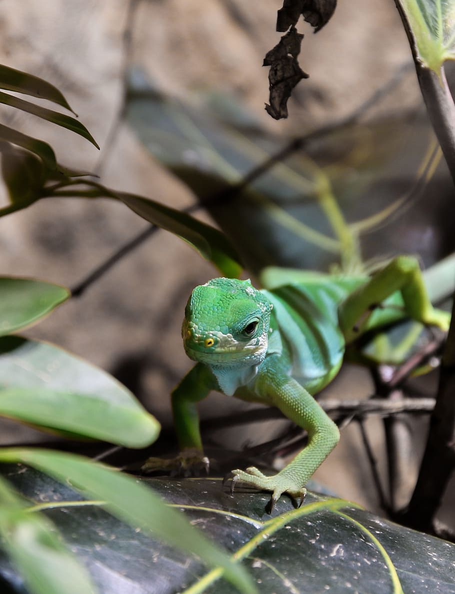 monitor, tree, lizard, reptile, animal, wild, nature, jungle HD wallpaper