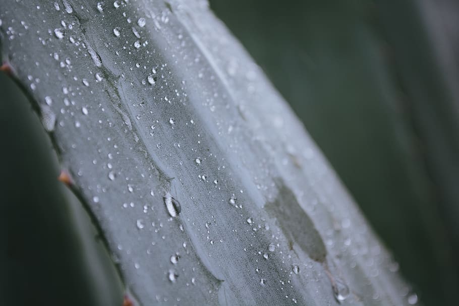 china, chengdu, drop, wet, water, close-up, selective focus HD wallpaper