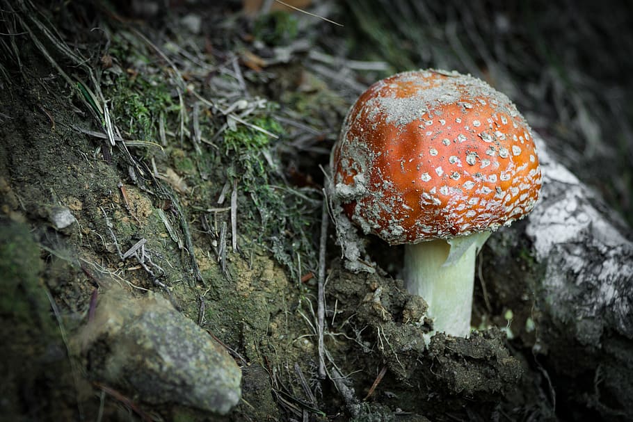 Orange Mushroom, blur, close-up, dirt, focus, forest, fungi, fungus HD wallpaper