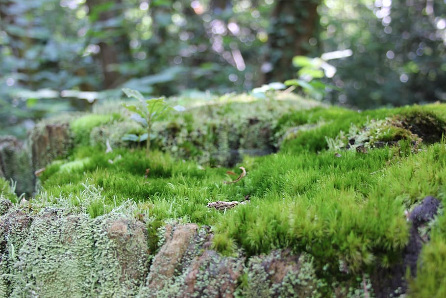 foam, nature, forest, roche, plant, green color, growth, moss HD wallpaper