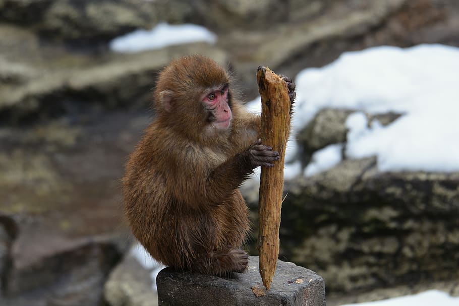 animal, monkey, baby japanese macaque eating leaves, snow monkey