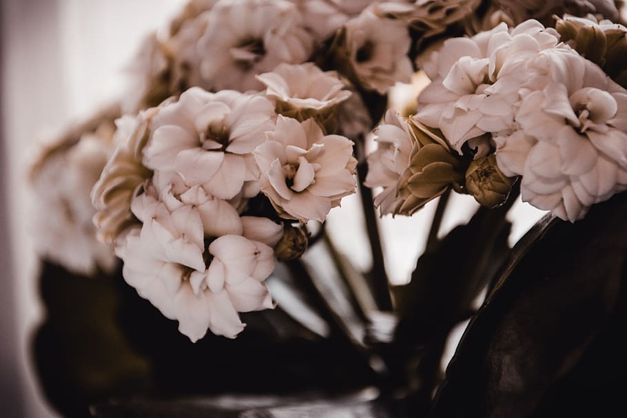 blumen, spring, botanical, flora, petals, flower, aroma, beauty HD wallpaper