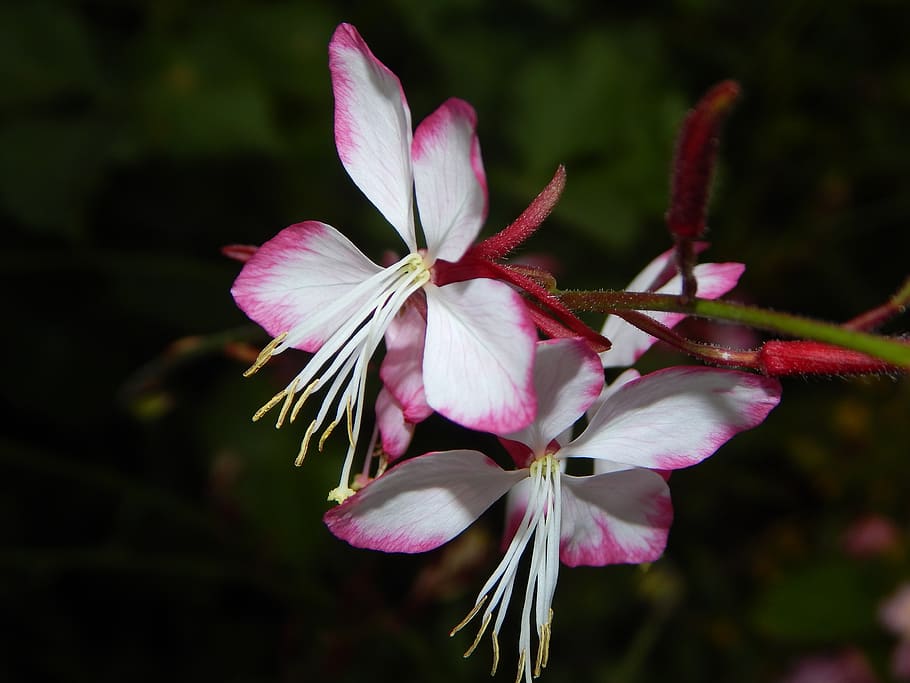 flower, beard thread, summer, blossom, bloom, flowering plant HD wallpaper