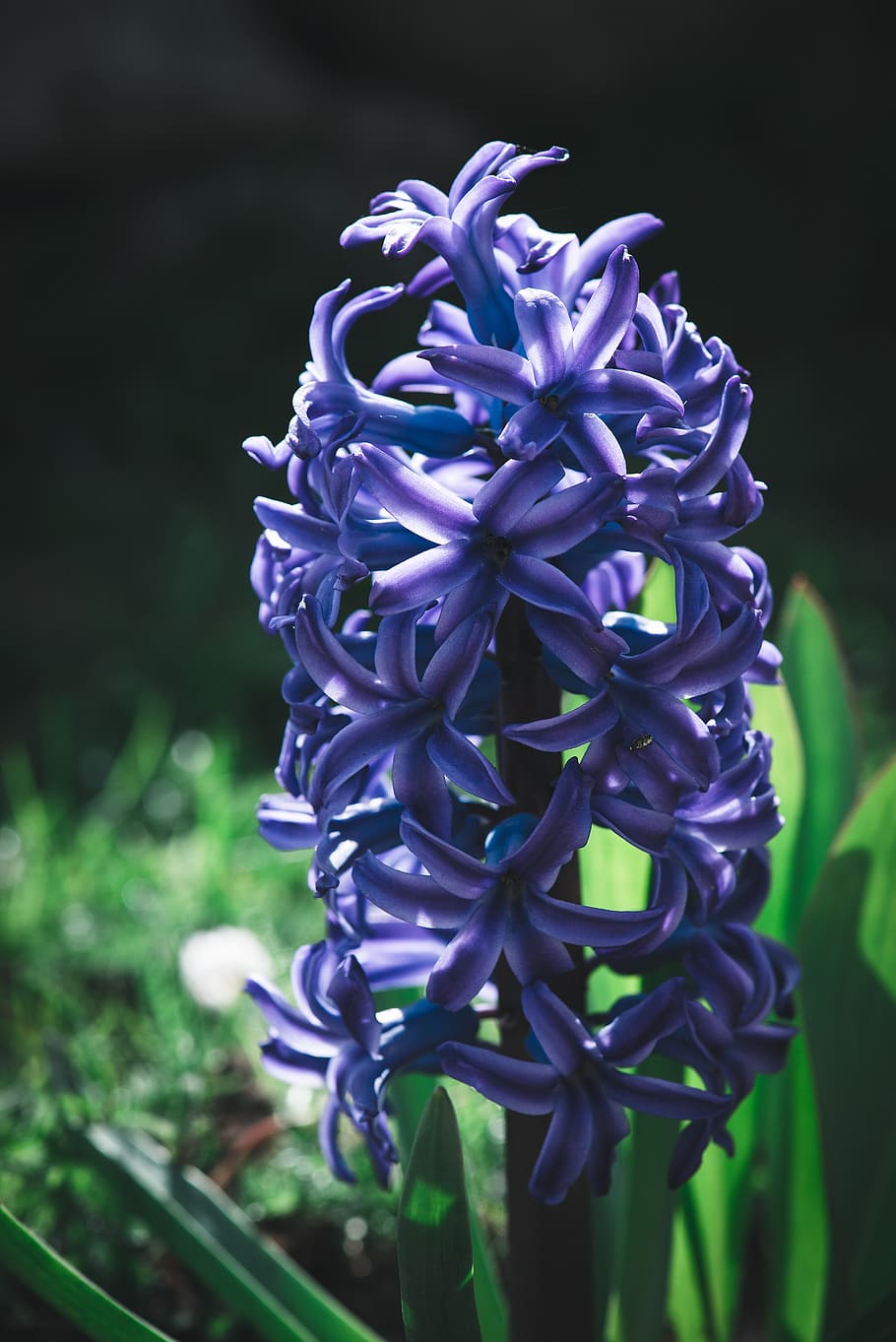 hyacinth, flower, blue, spring, blossom, bloom, nature, garden HD wallpaper