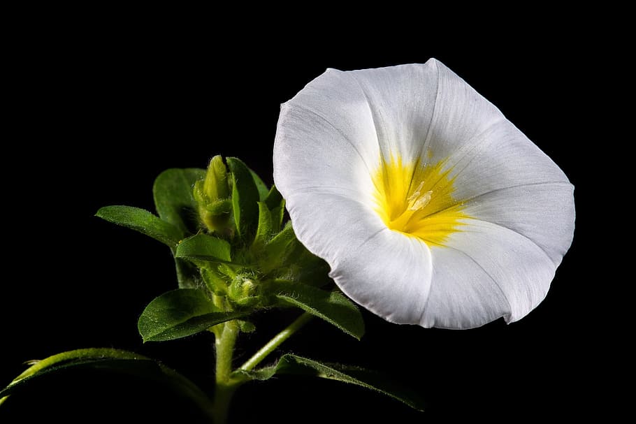 glory, nature, fresh, flower, fragrance, garden, blooming, flowering plant HD wallpaper