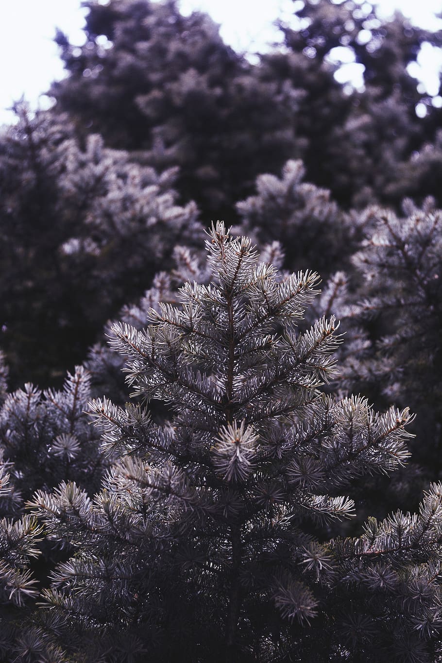 forest, tree, trees, background, wallpaper, vsco, light, nature HD wallpaper