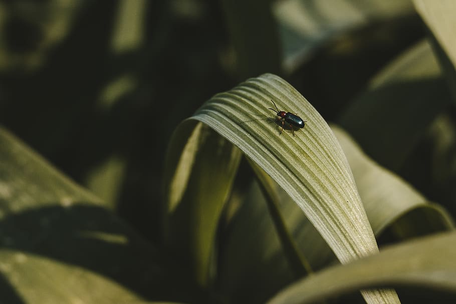 black bugg, insect, invertebrate, animal themes, one animal, animals in the wild HD wallpaper