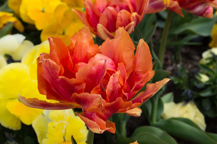 aalborg, denmark, red, nature, flower, spring time, red flower HD wallpaper