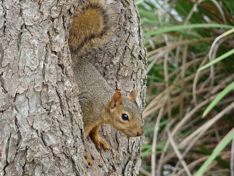 squirrel, tree, park, animal, nature, wildlife, furry, tail HD wallpaper