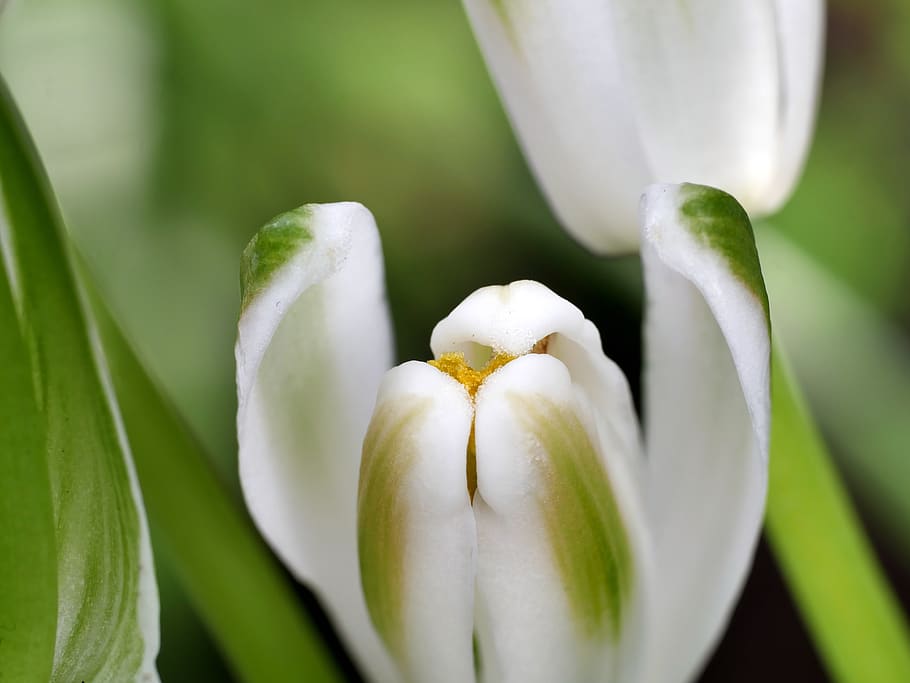 spring, macro, blossom, bloom, pollen, plant, flower, growth HD wallpaper