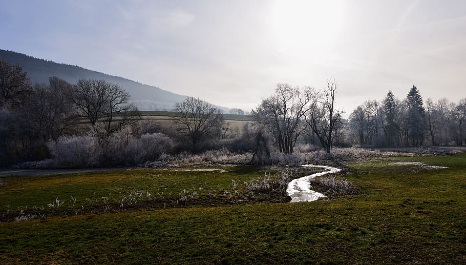 river, trees, frost, water, mist, winter, frosted, plant, sky HD wallpaper