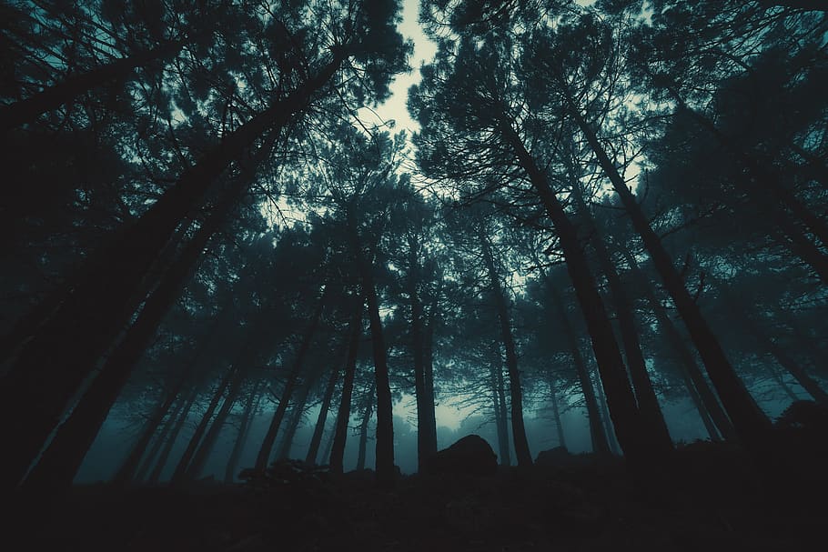 fog, forest, tree, trees, mysterious, magic, dark, atmospheric HD wallpaper