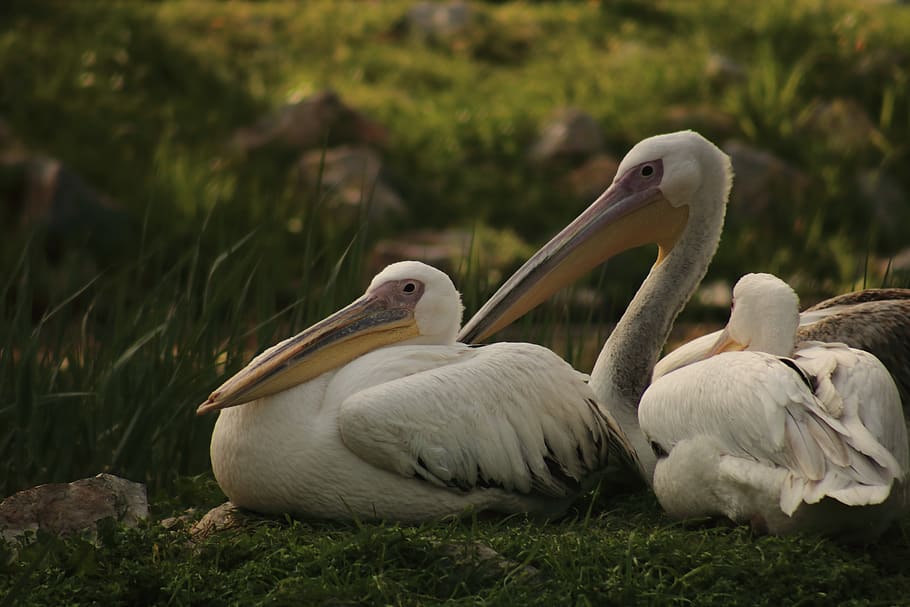 pelican, deep, zoo, natural life, animal themes, animals in the wild, HD wallpaper