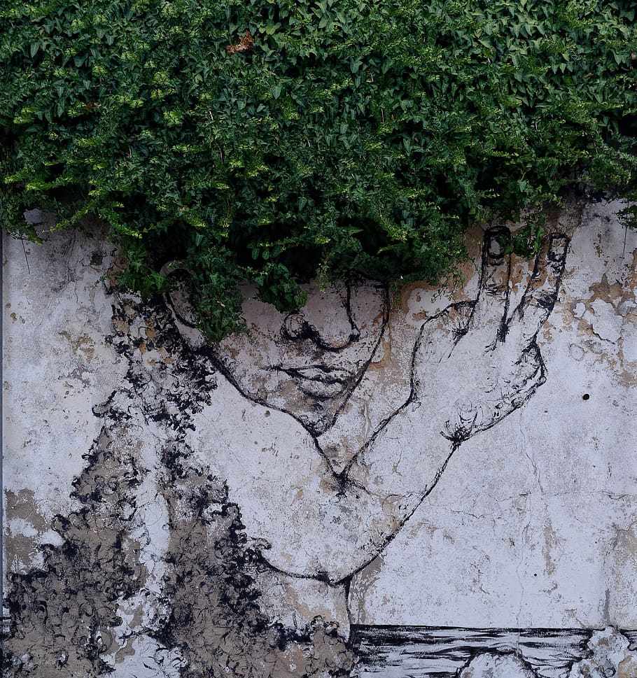 plant, growth, no people, green color, day, nature, wall - building feature HD wallpaper