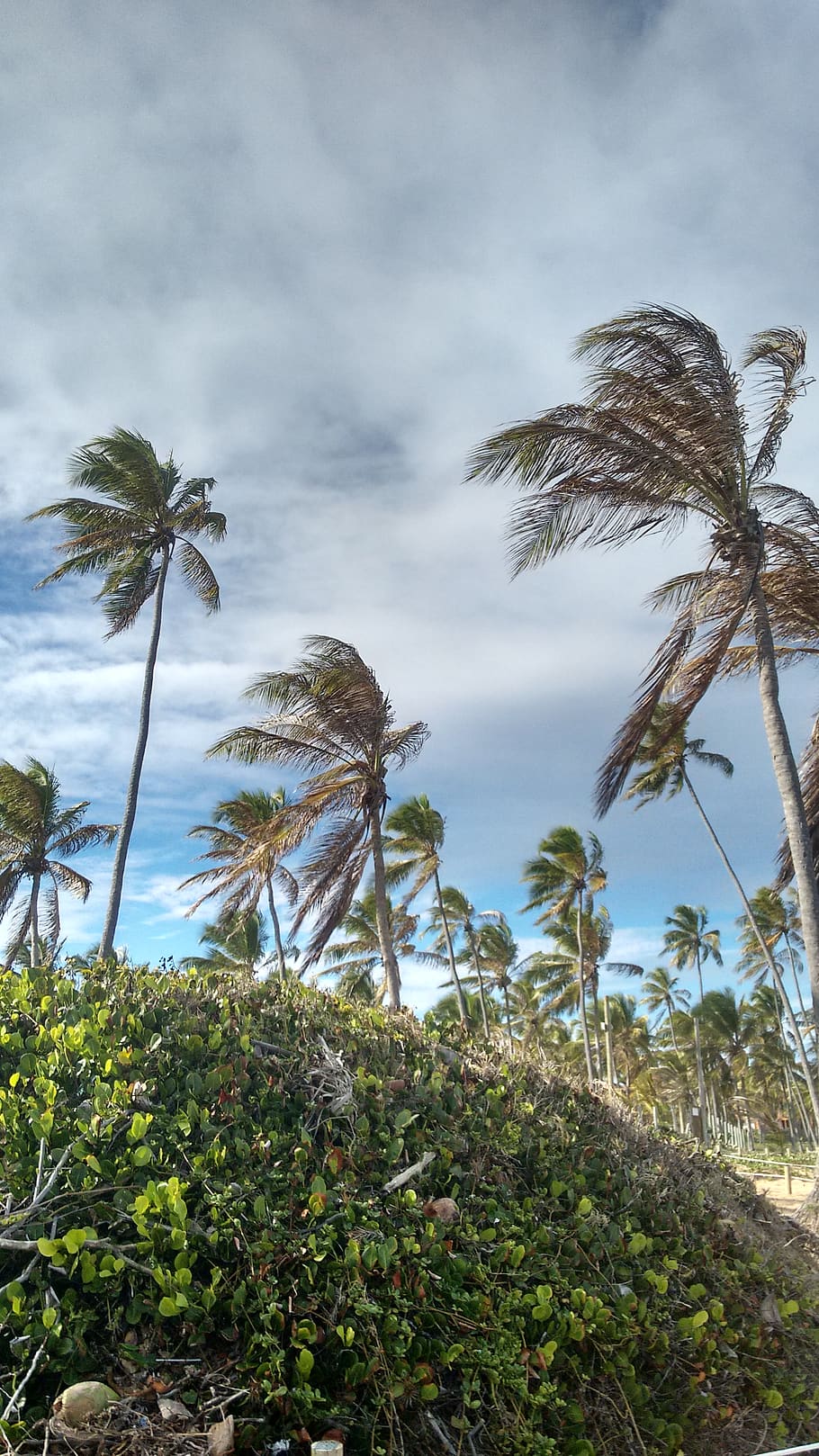 brazil, imbassaí, plant, growth, cloud - sky, beauty in nature HD wallpaper