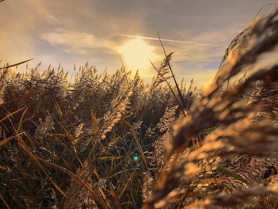sunset, wheatfield, landscape, sunlight, evening, grain, meadow HD wallpaper