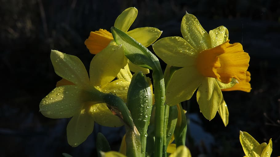 osterglocken, daffodils, yellow flower, spring, spring flowers HD wallpaper