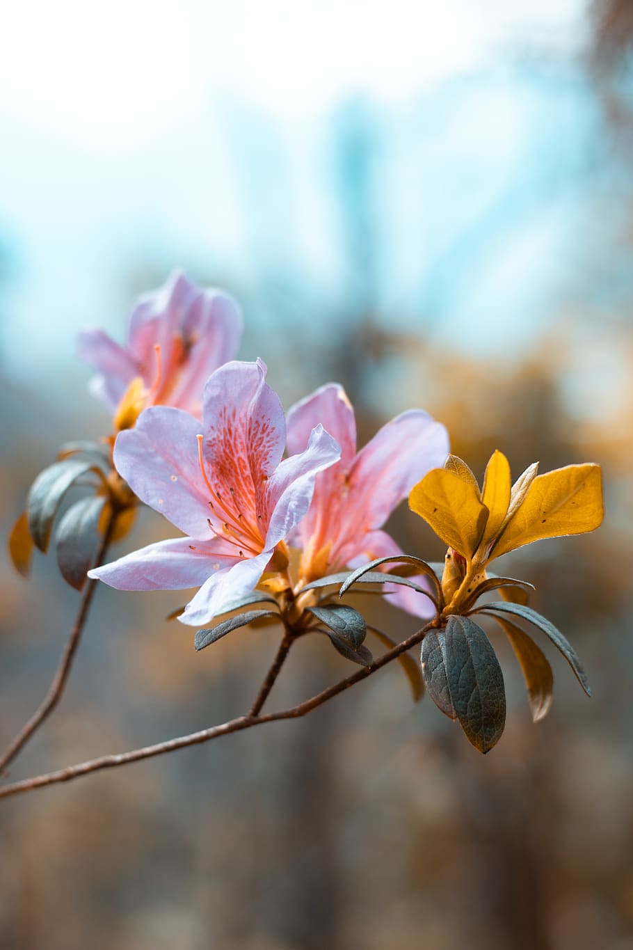 pink-petaled flower, flowering plant, fragility, beauty in nature HD wallpaper