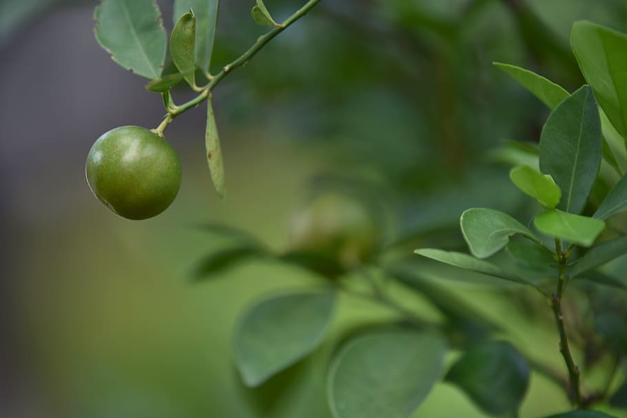 tree, lemon, lemondade, nature, natural, green, orange, plant HD wallpaper
