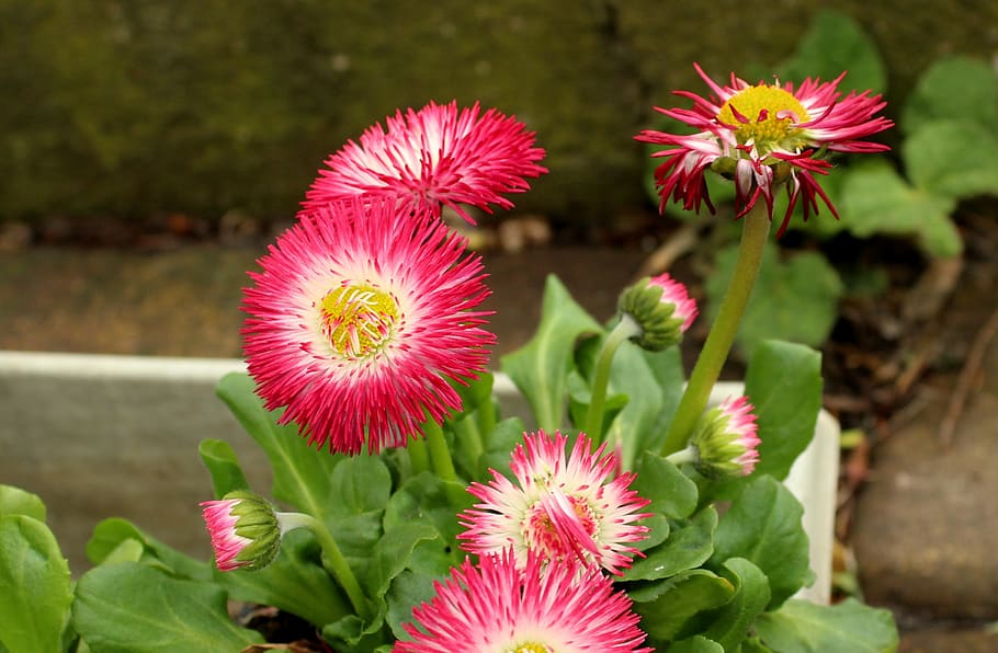 daisies, flowers, pink, spring, figure, plants, nature, flowering plant HD wallpaper