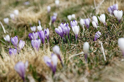 flower, violet, petal, bloom, garden, plant, nature, autumn HD wallpaper