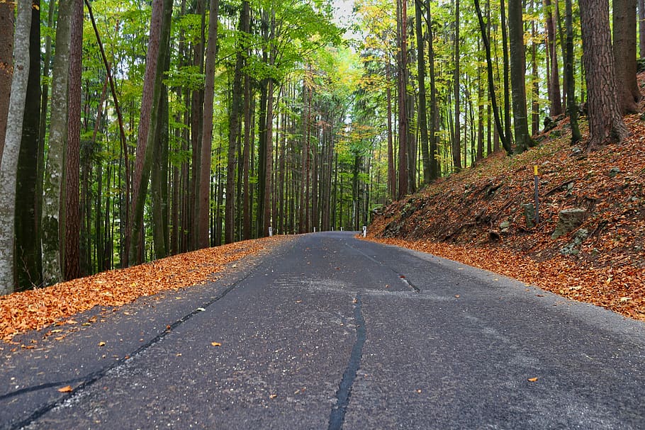 asphalt, forest, road, landscape, trees, avenue, rural, nature HD wallpaper