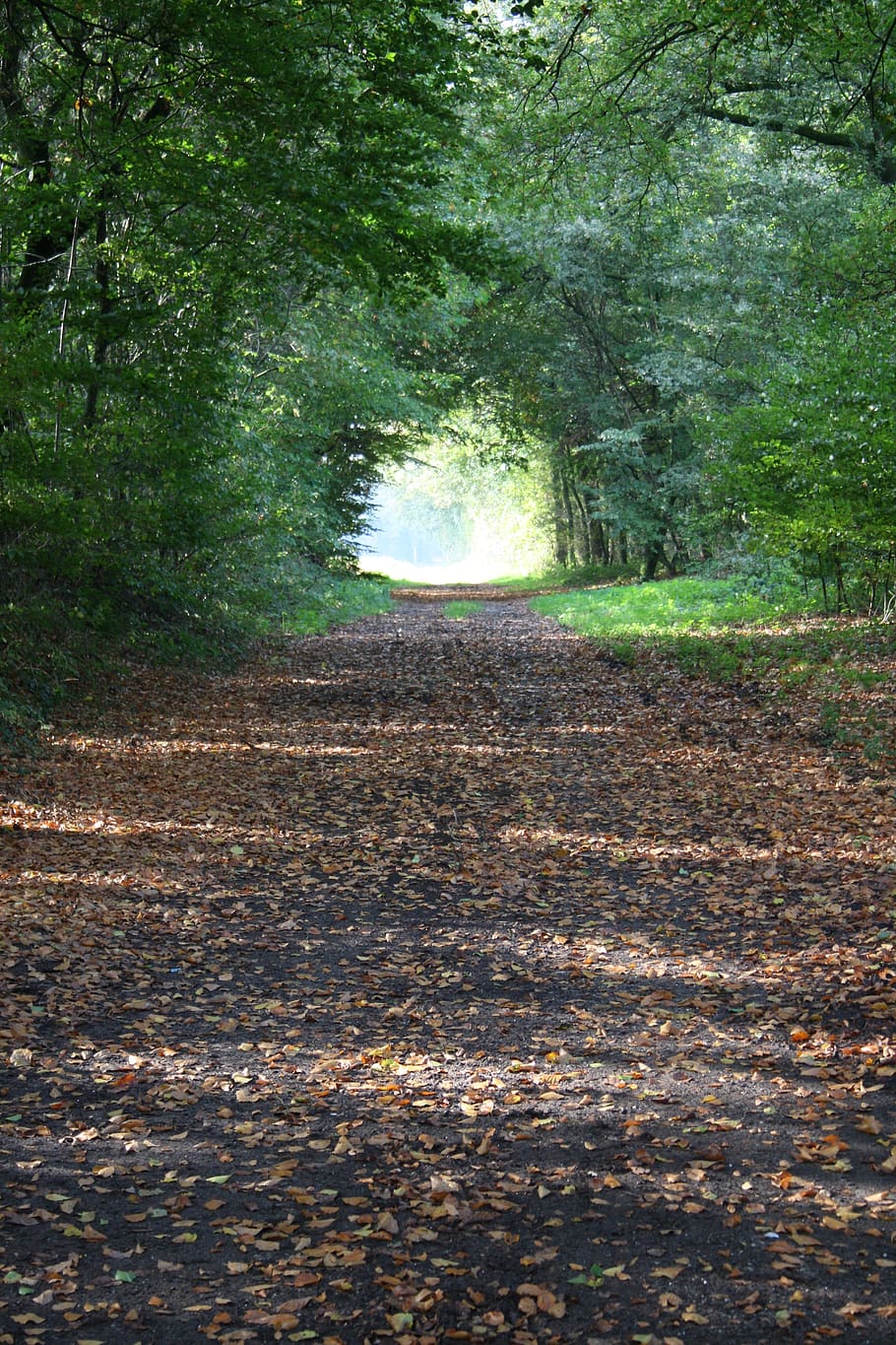dawn, forest, autumn, leaves, light and shadow, tree, plant HD wallpaper