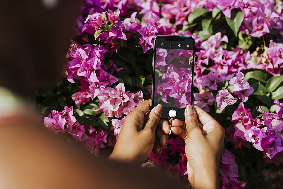 Person Taking Photo of Pink Bougainvillea, beautiful, bloom, blooming HD wallpaper