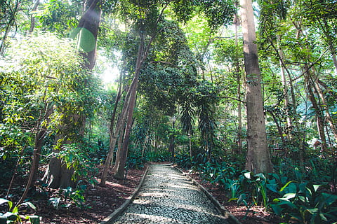 Pathway Underneath Trees, bright, colors, daylight, environment HD wallpaper