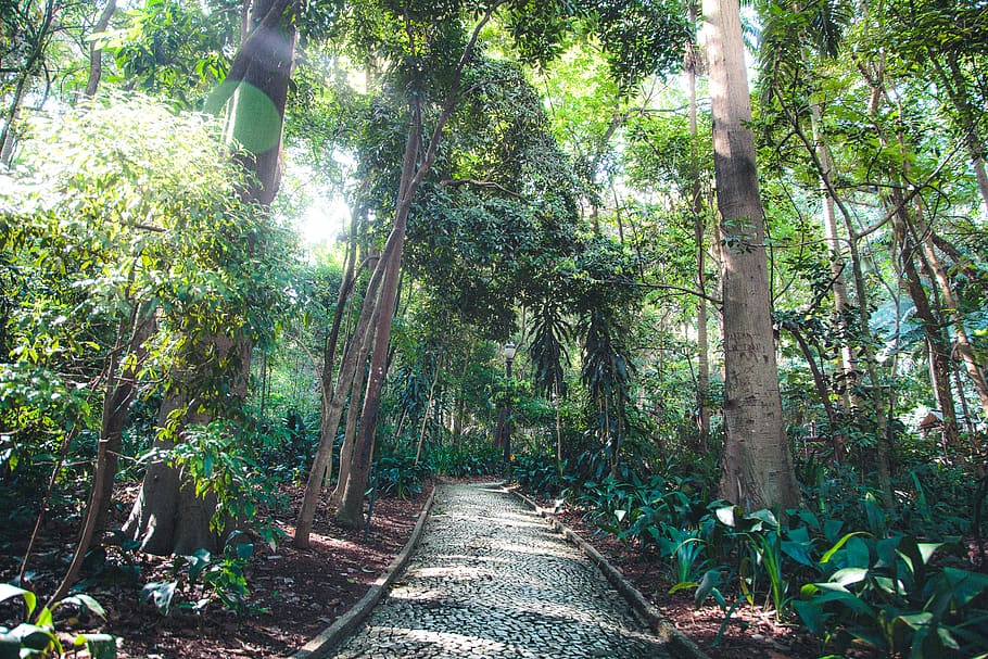 Pathway Underneath Trees, bright, colors, daylight, environment HD wallpaper