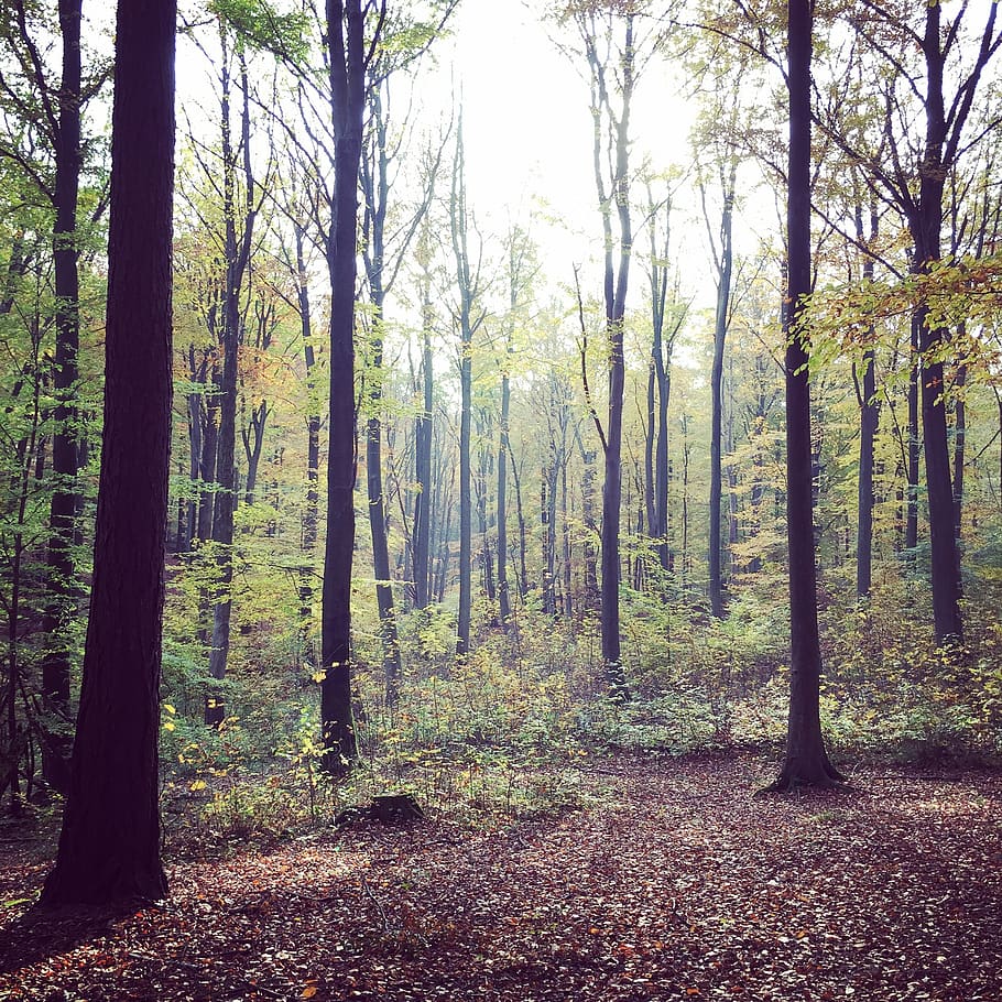 denmark, store hareskov, orange tree, forest, trese, hareskoven HD wallpaper